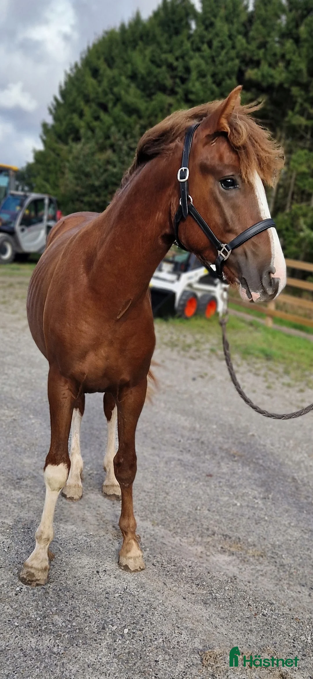 Allround hästar till salu: ⭐️ Gyllens Alpha ⭐️ i Svedala - Annons 1