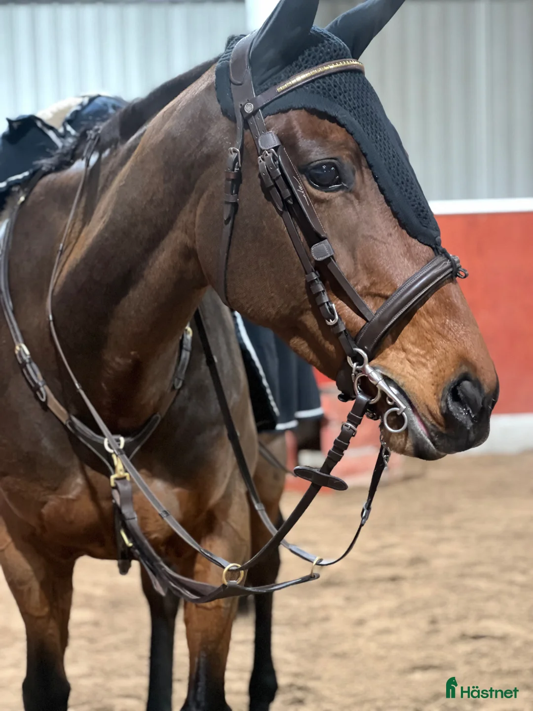 Allround hästar till salu: Känsligt sto med personlighet!  - Annons 2