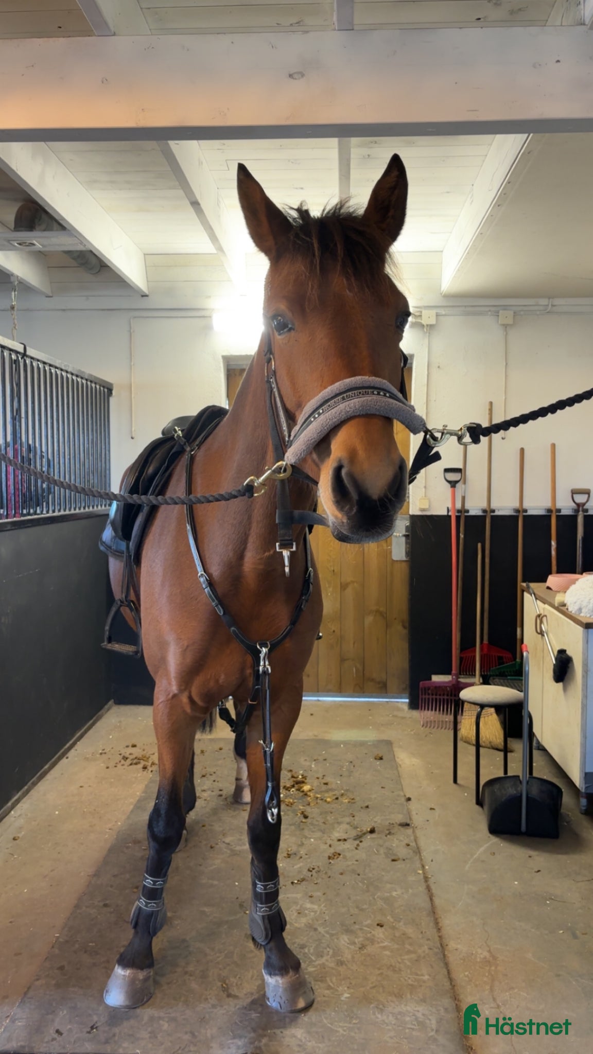  hästar Super fint sto! - Annons 6