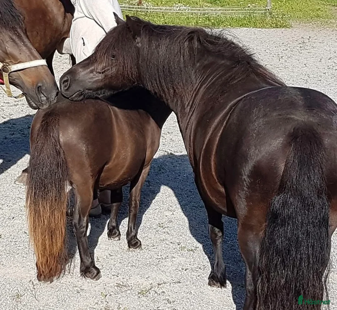 Allround hästar till salu: Genomsnäll barnponny - Annons 2