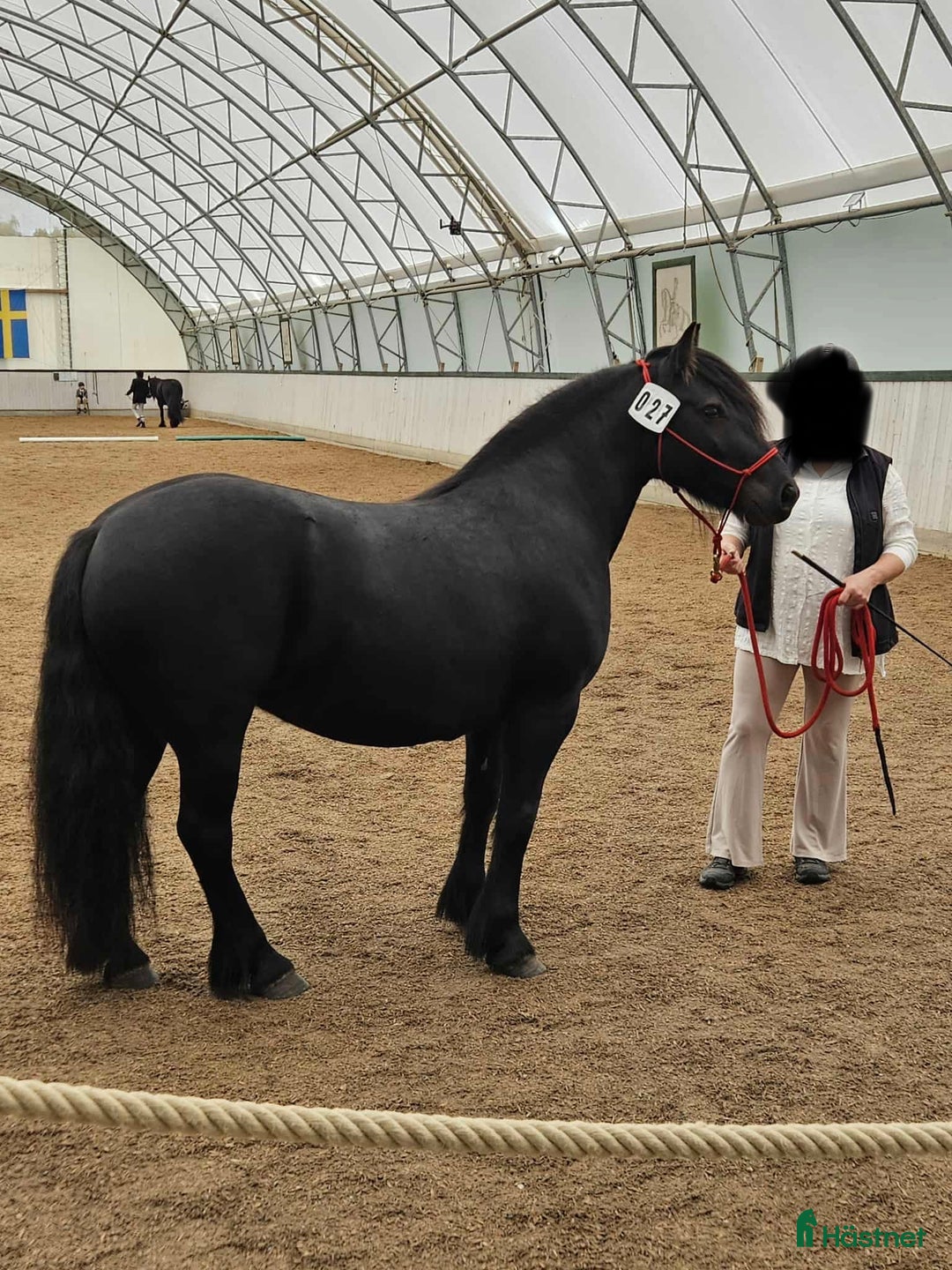 Allround hästar till salu: Fellponny i Ärla - Annons 1