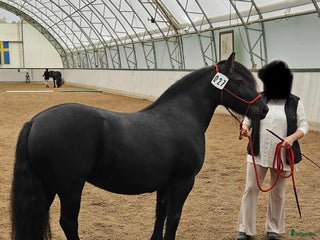 hästar Fellponny i Ärla - Annons 13