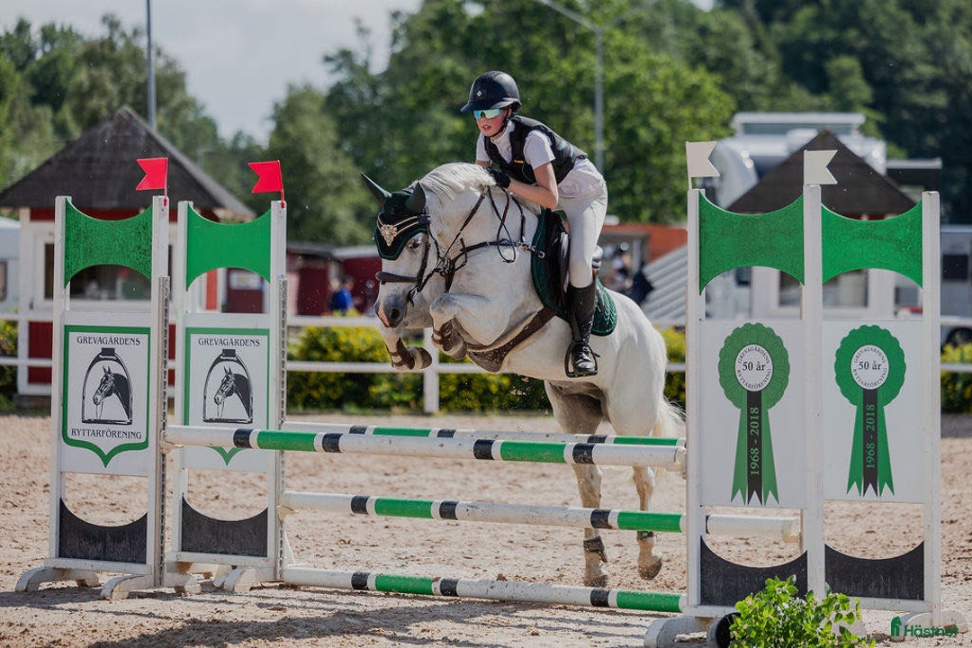 Hoppning hästar till salu: Pigg och framåt D-ponny i Forsheda - Annons 1