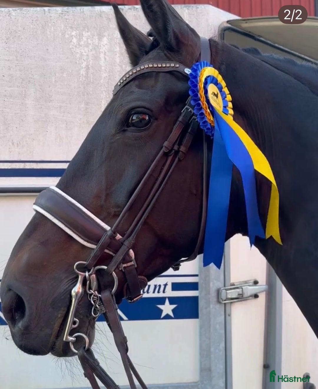 Träns hästutrustning till salu: Rundsytt kandar från Dyón i Lidingö - Annons 1