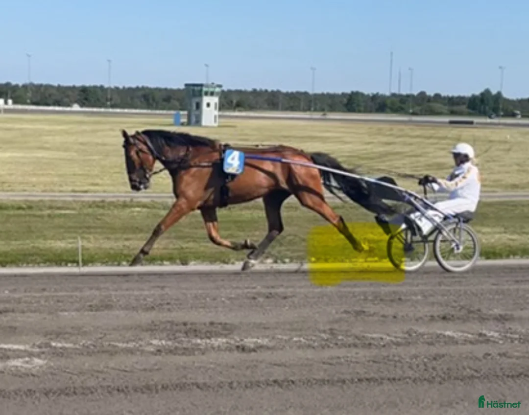 Allround hästar till salu: Märta i Visby - Annons 4