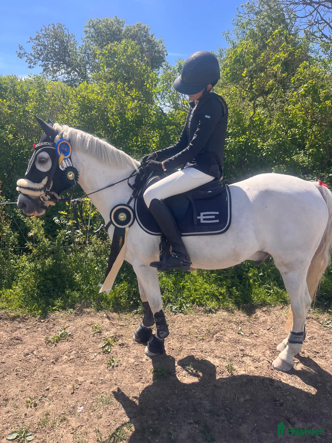 Allround hästar till salu: En ponny med mycke personlighet och charm!  - Annons 12