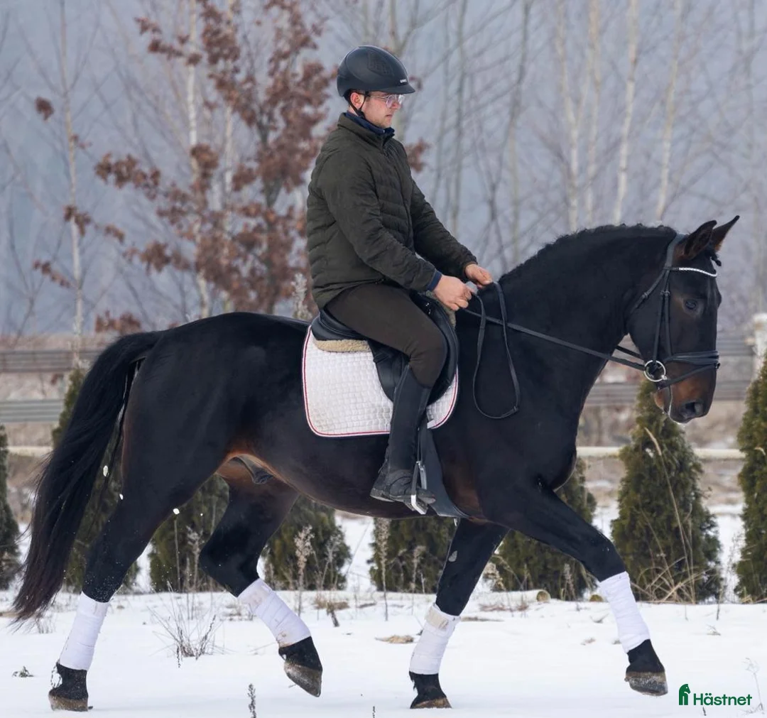 Allround hästar till salu: Exceptional Silesian - Quality & Top Potential  - Annons 1