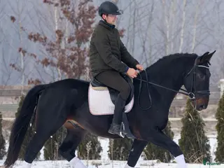 hästar Exceptional Silesian - Quality & Top Potential - Annons 3