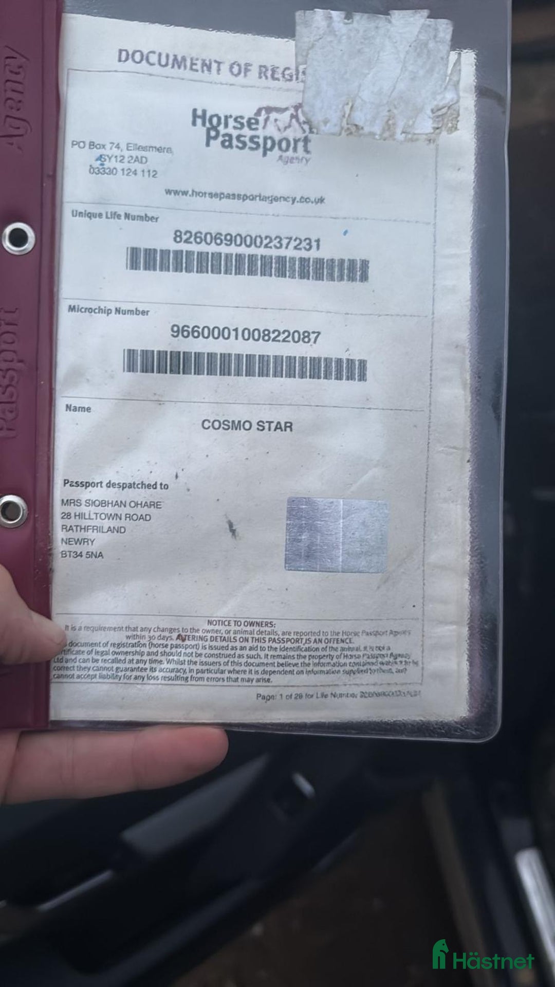 Hoppning hästar till salu: En riktig gentleman 6år  i Valbo - Annons 4