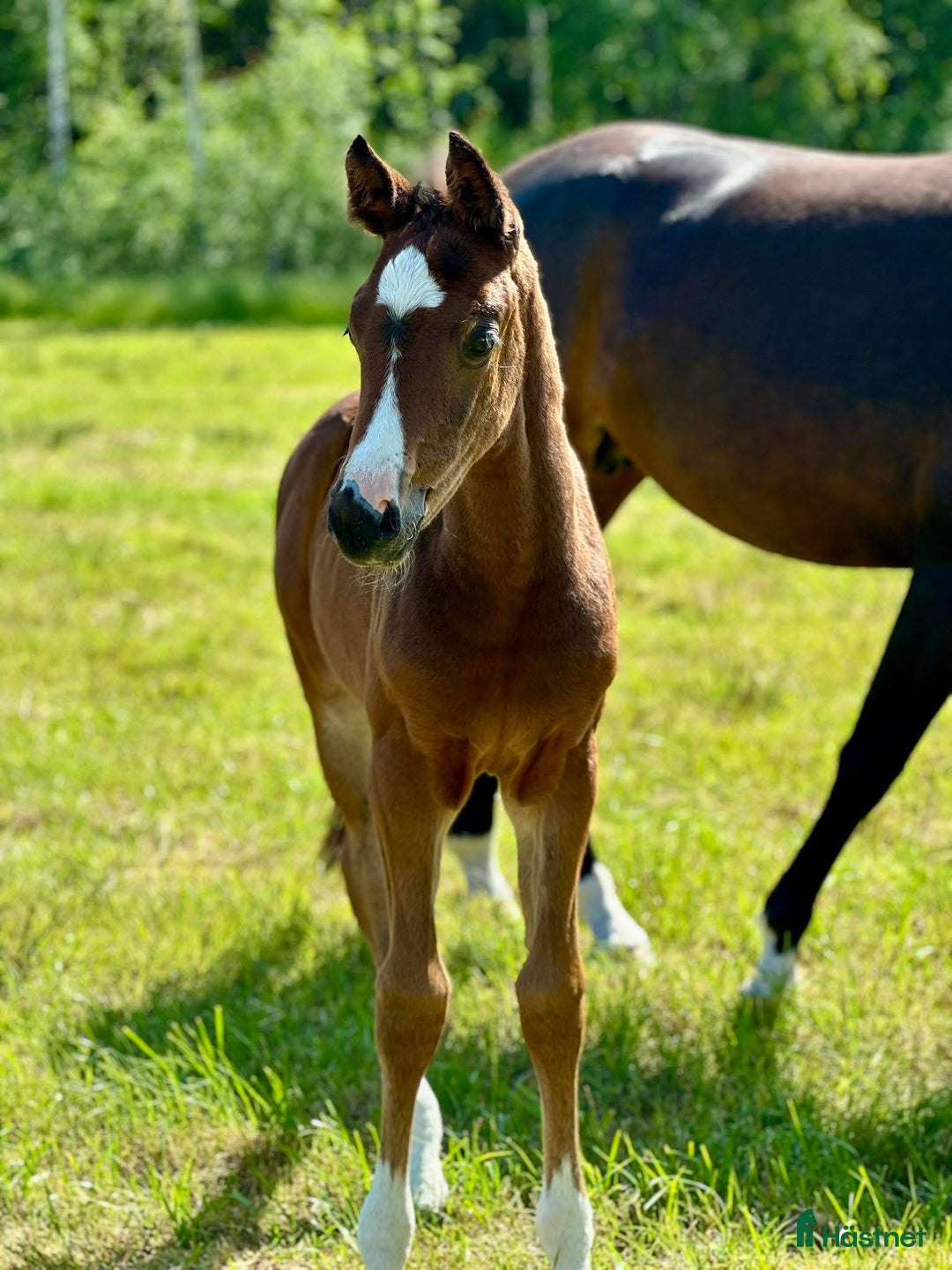 Dressyr hästar till salu: Stoföl  - Annons 1