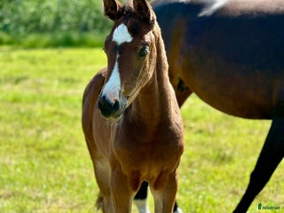 hästar Stoföl - Annons 19