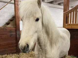 hästar Charmig isabellfärgad valack - Annons 15