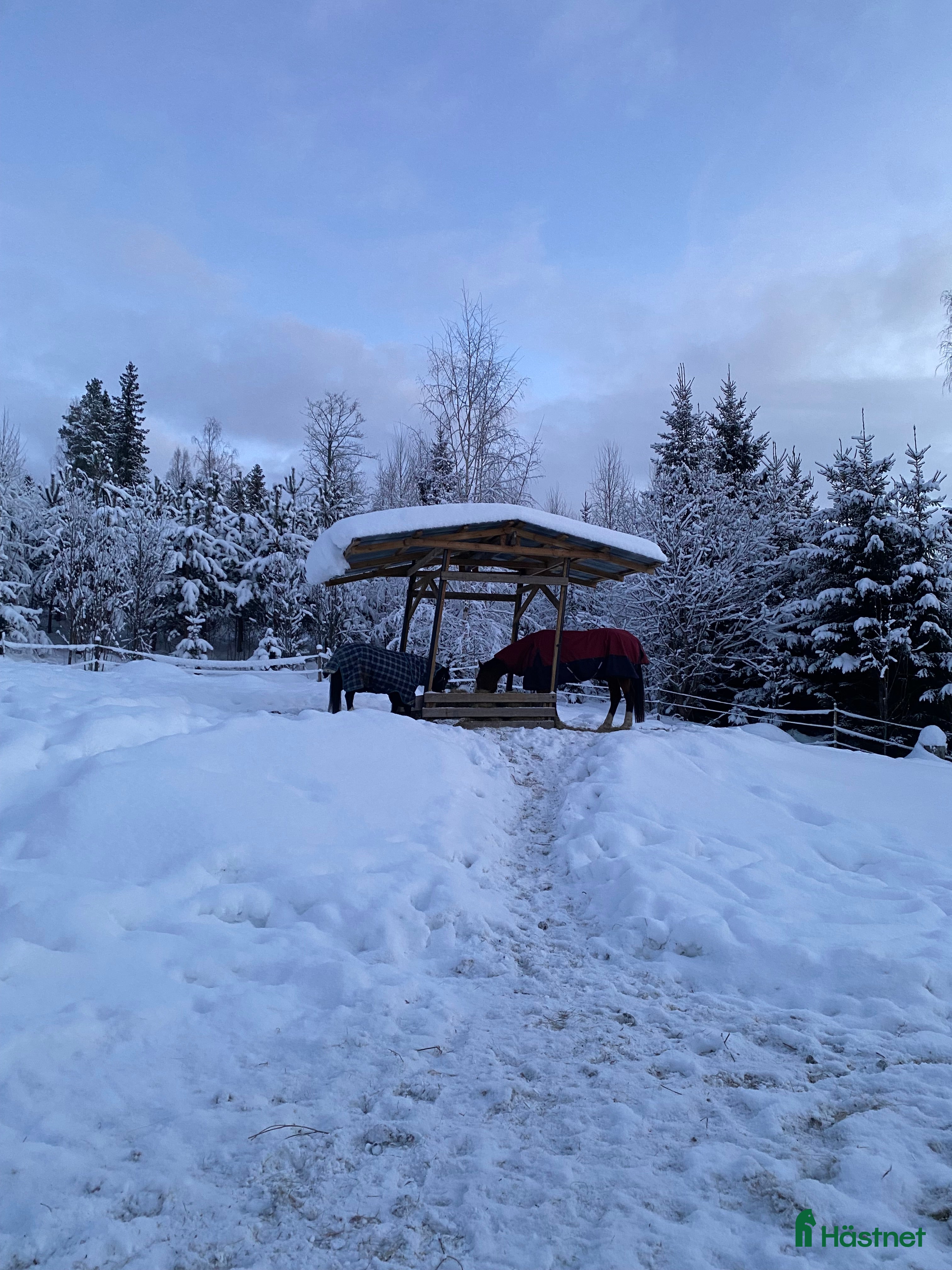  hästar Söker ny bästa vän  - Annons 13