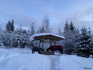 hästar Söker ny bästa vän - Annons 13