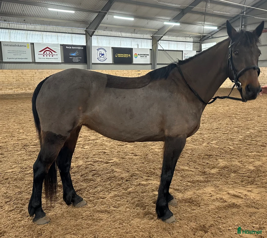 Övrigt hästar till salu: Skogsmulle / sällskap - Annons 1