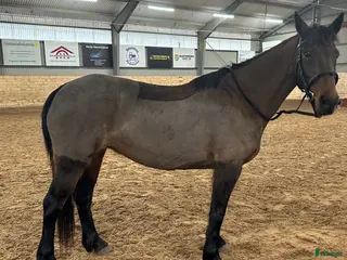 hästar Skogsmulle / sällskap - Annons 8