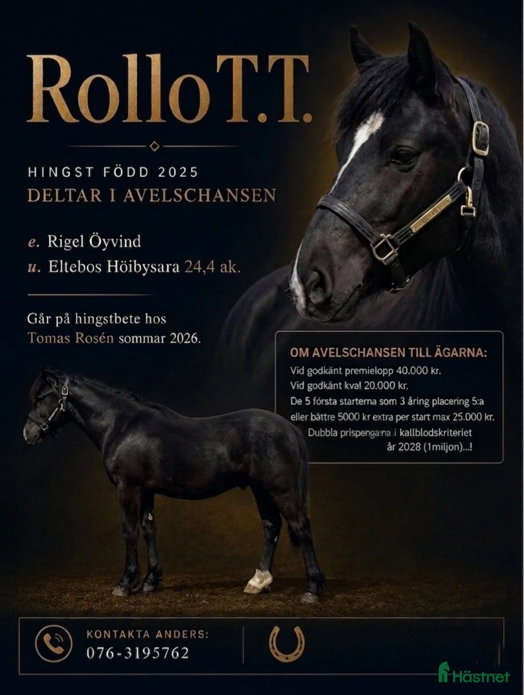 Trav hästar till salu: Avelschansad Hingst  - Annons 1