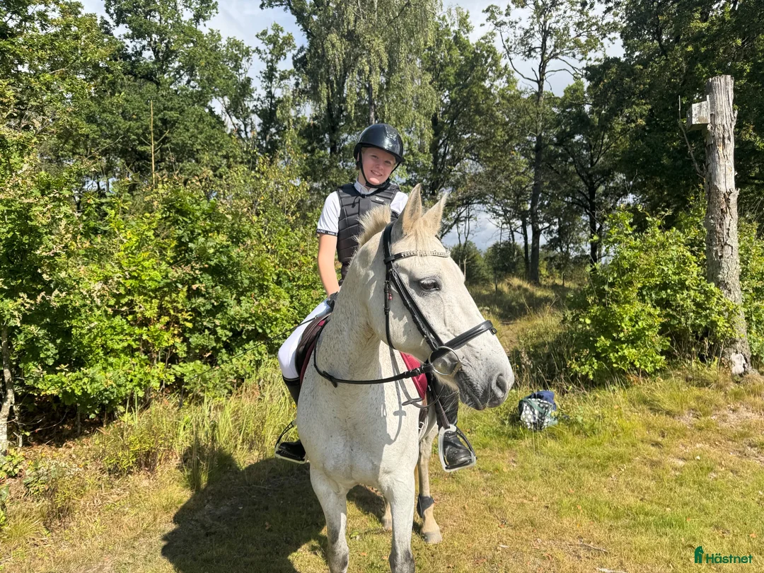 Hoppning hästar till salu: Läromästare, Connemarasto🌸 - Annons 2