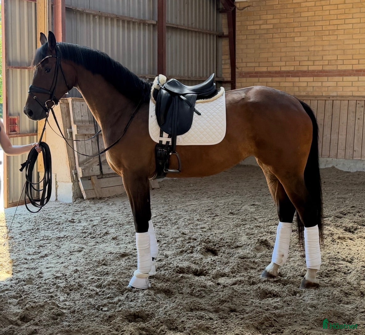  hästar Top rideability and blodlines - Annons 2