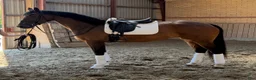 Dressyr hästar till salu: Top rideability and blodlines - Annons 2