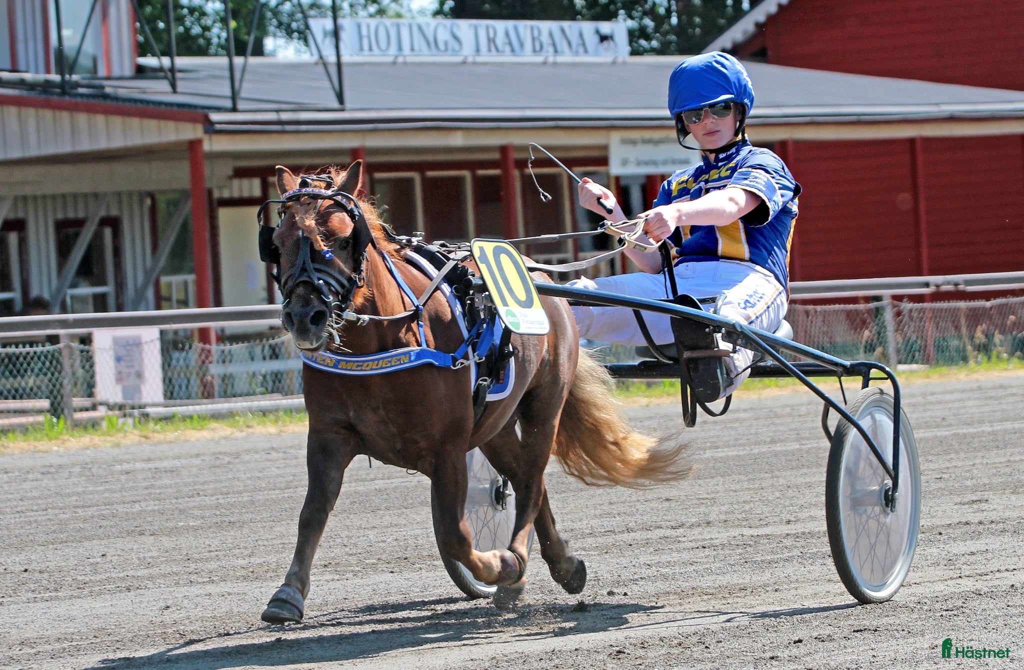  hästar Snabb shettistravare - Annons 1
