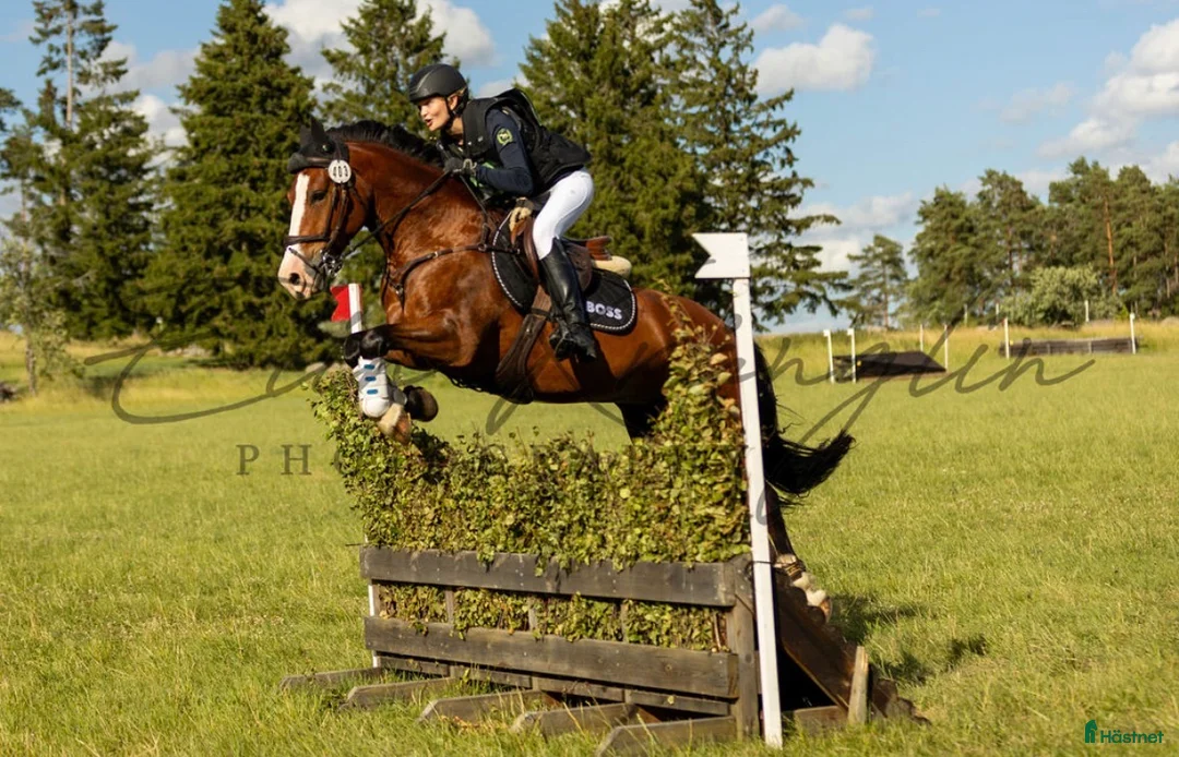 Fälttävlan hästar till salu: D-ponny med mycket potential  - Annons 1