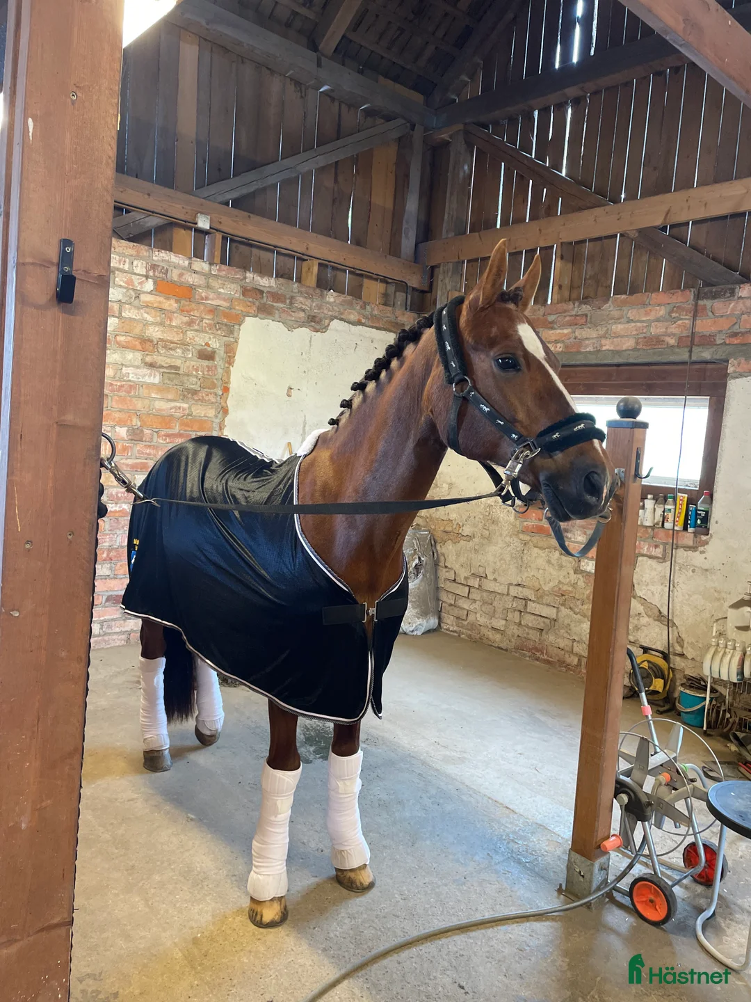 Allround hästar till salu: En på miljonen - Annons 3