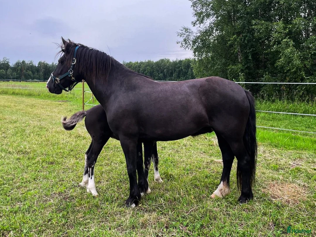 Trav hästar till salu: Märtha G - Annons 3