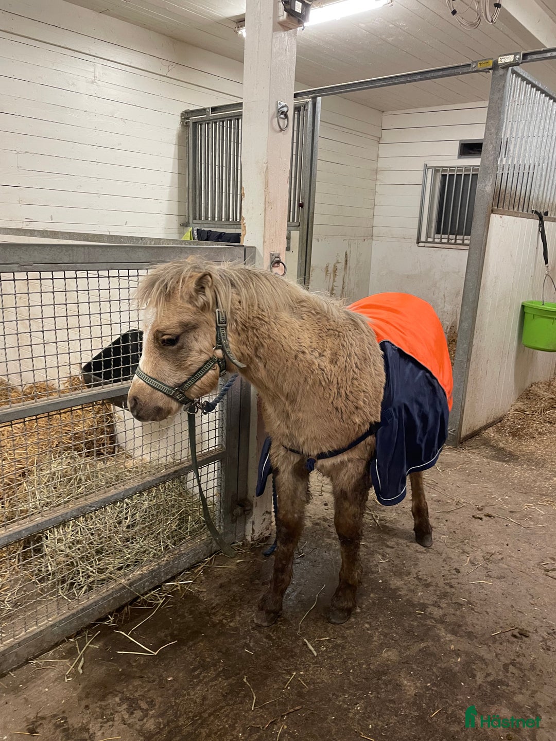 Allround hästar till salu: 4-årigt supersocialt Welsh Mountainsto! i Heby - Annons 4