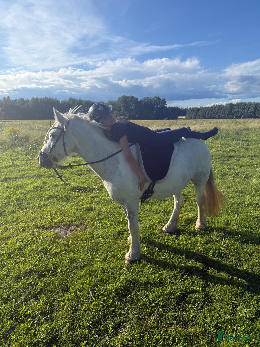 Allround hästar till salu: En bästa kompis med glimten i ögat  i Gävle - Annons 3