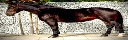 Allround hästar till salu: Amika–5yo.Silesian Warmblood Mare|169cm|Allrounder - Annons 6