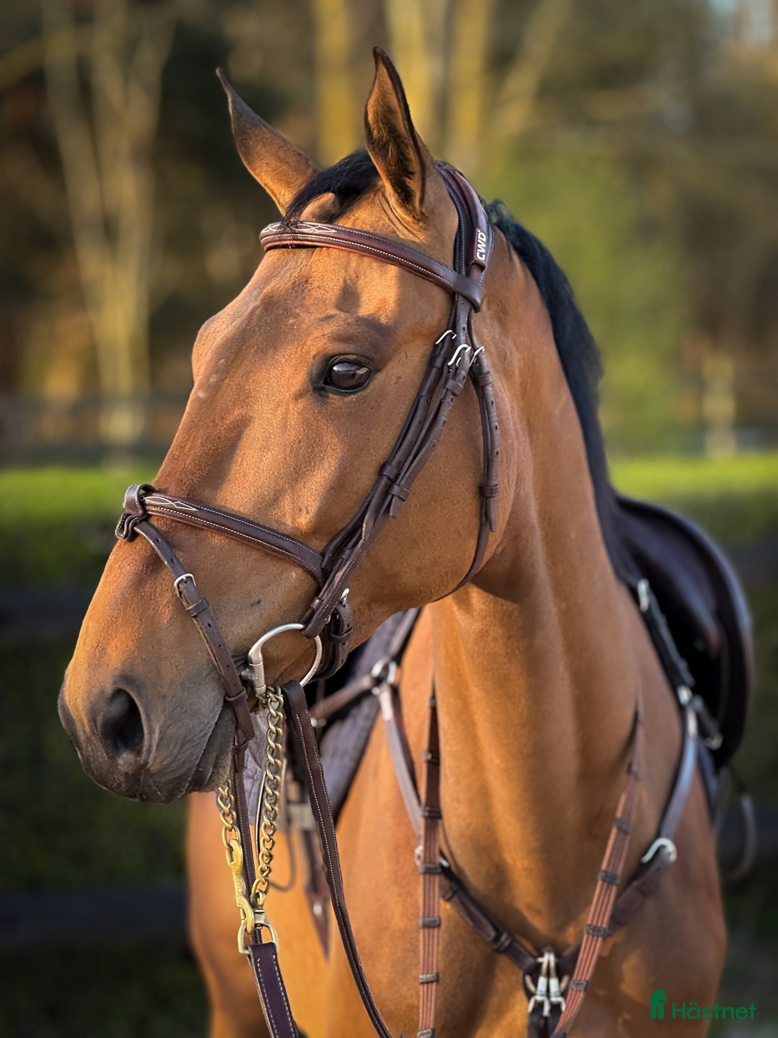  hästar Sto 2022 Colorit - Quidam de Revel - Annons 4