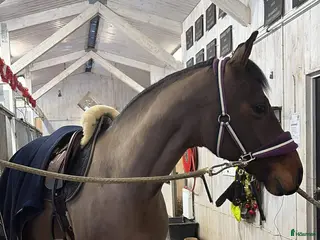 hästar Fint sto e. Suarez - Cortez - Annons 16