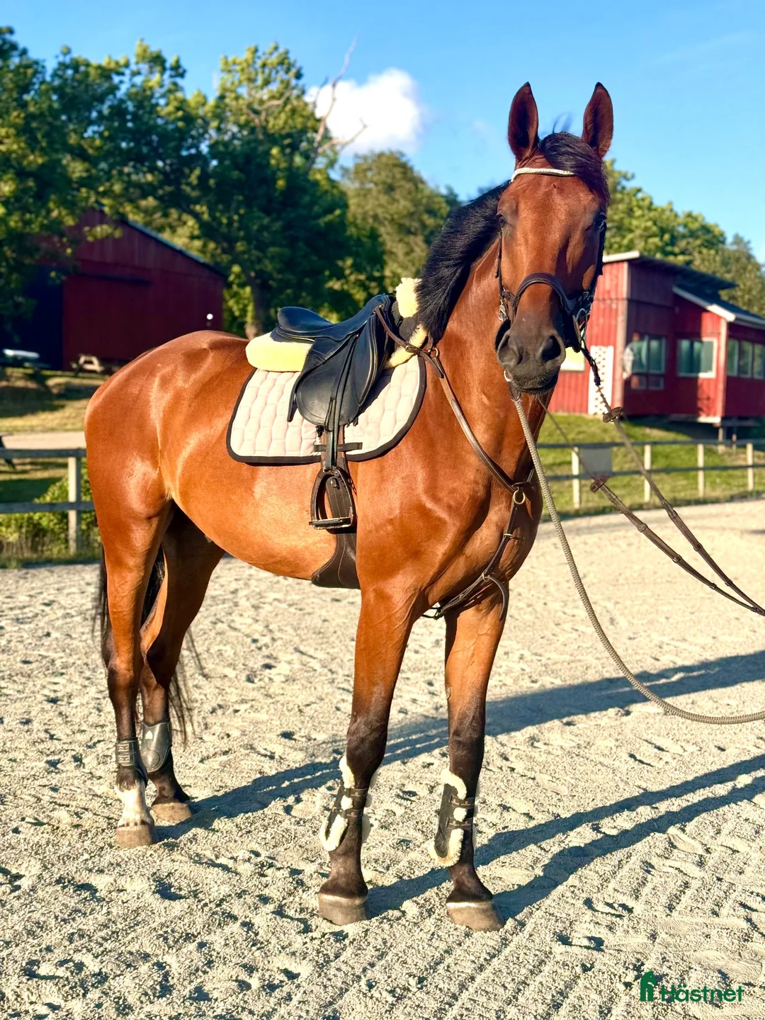 Allround hästar till salu: 🌟BÄSTAVÄN FÖR DET STÖRSTA KLASSERNA🌟 - Annons 2