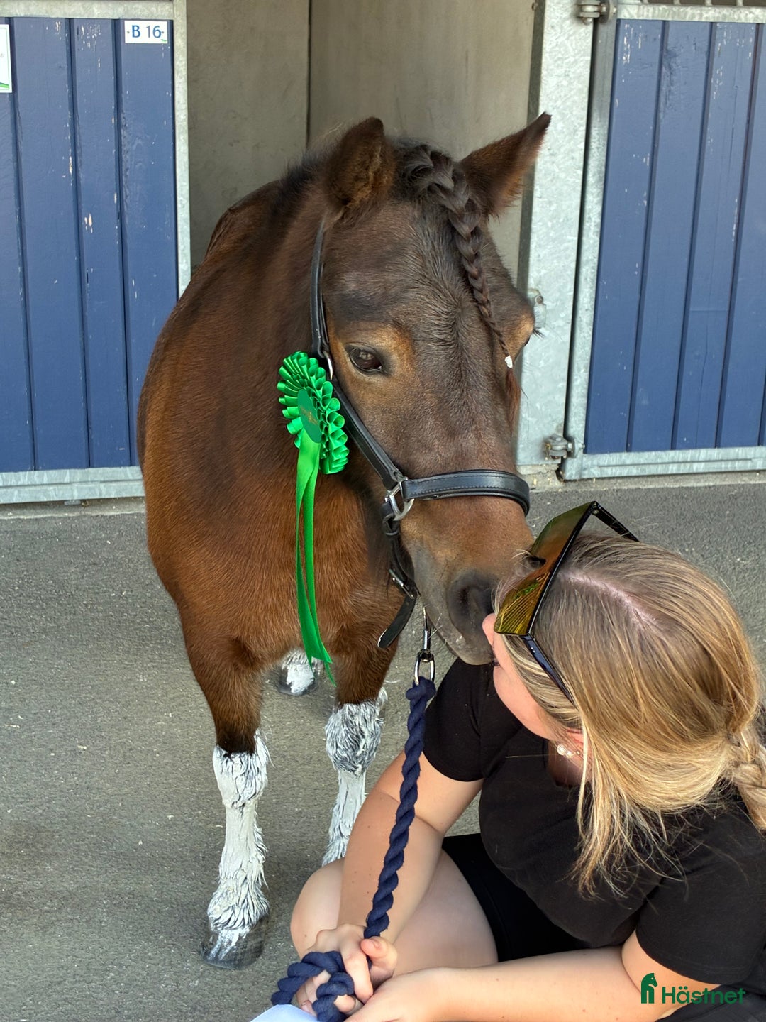 Trav hästar till salu: Travponny med stora utvecklingsmöjligheter  i Asarum - Annons 5