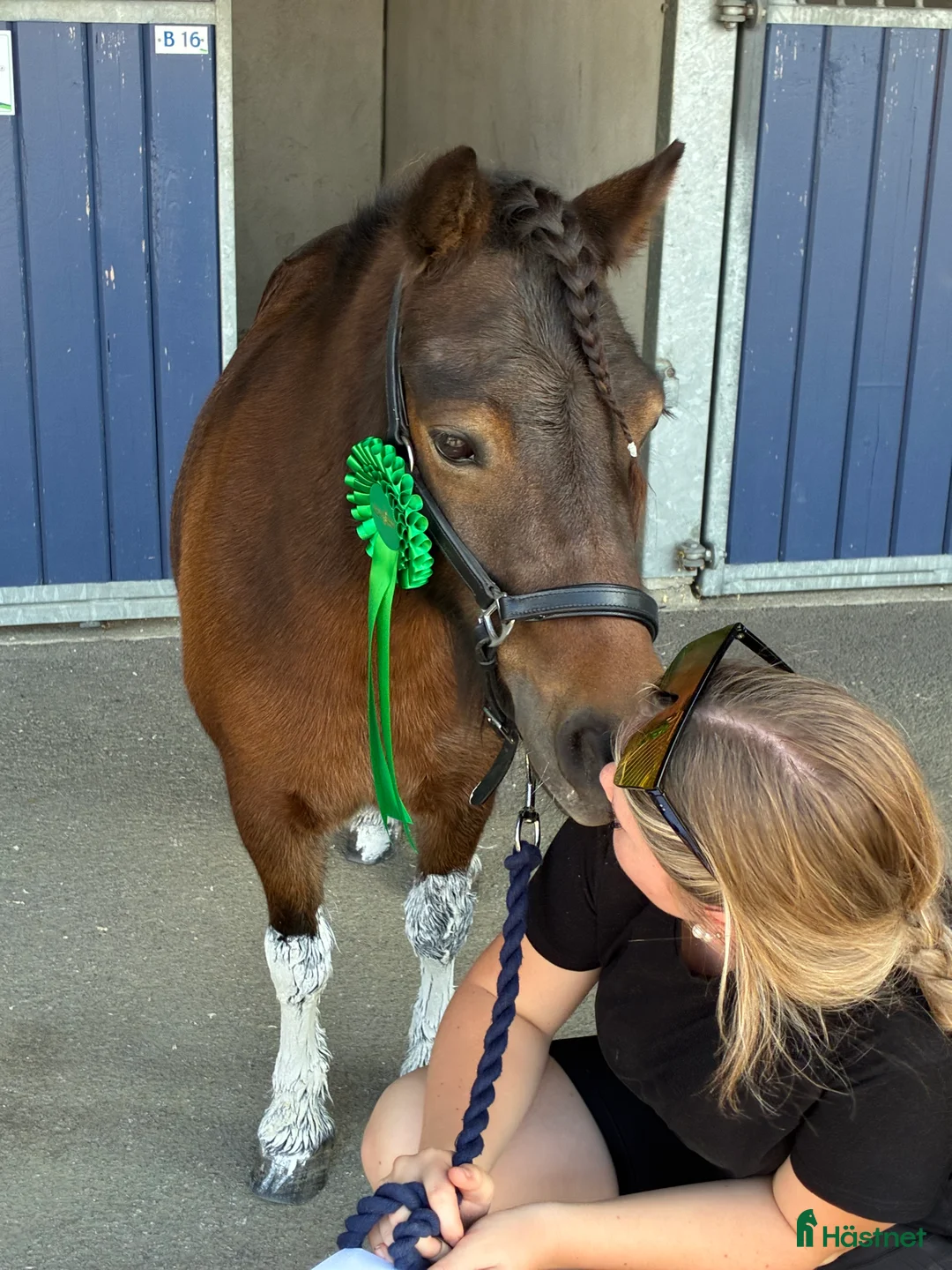 Trav hästar till salu: Travponny med stora utvecklingsmöjligheter  i Asarum - Annons 5