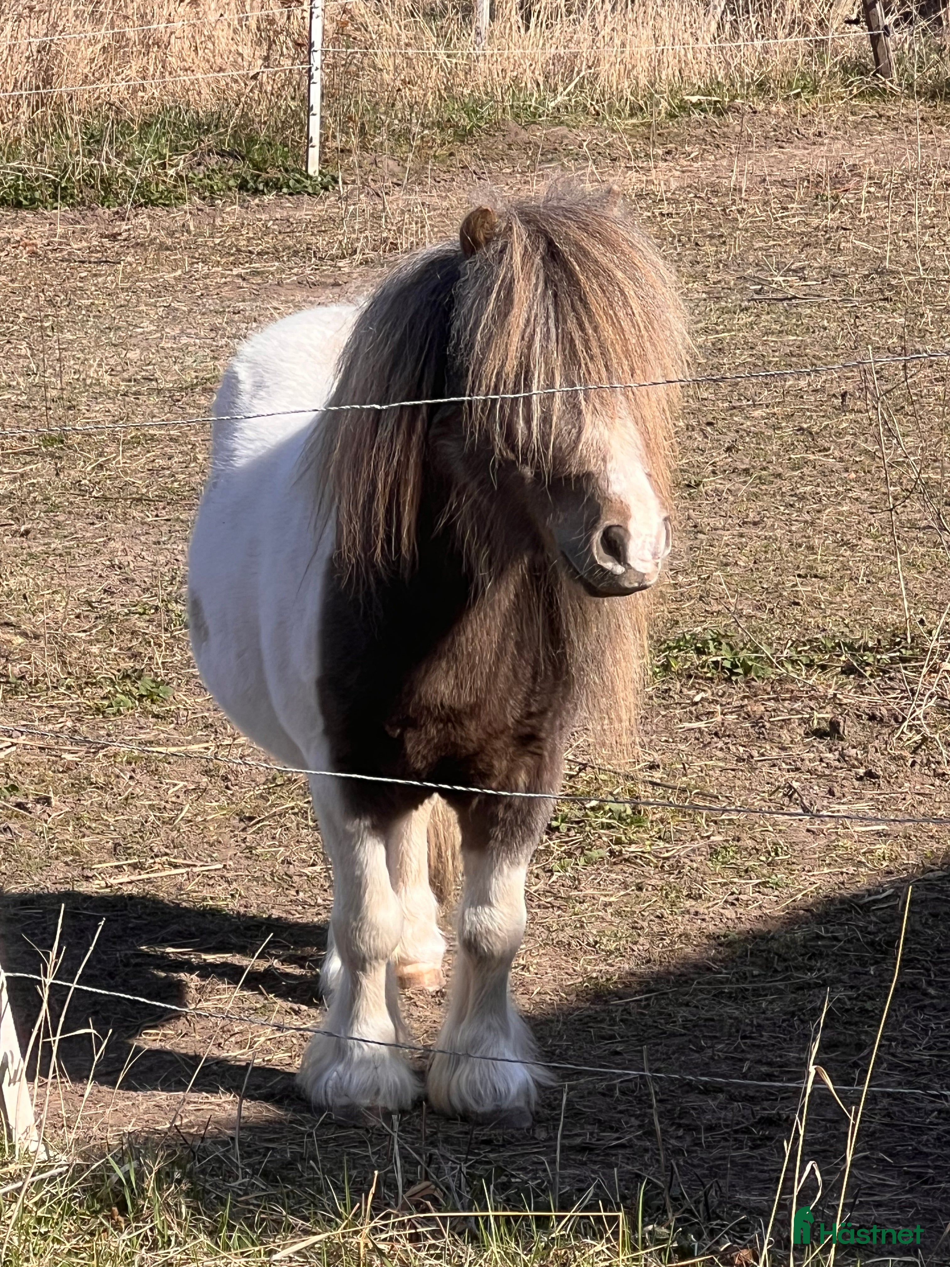  hästar Trevlig mini hingst  i Sala - Annons 8