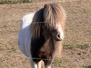 hästar Trevlig mini hingst i Sala - Annons 7