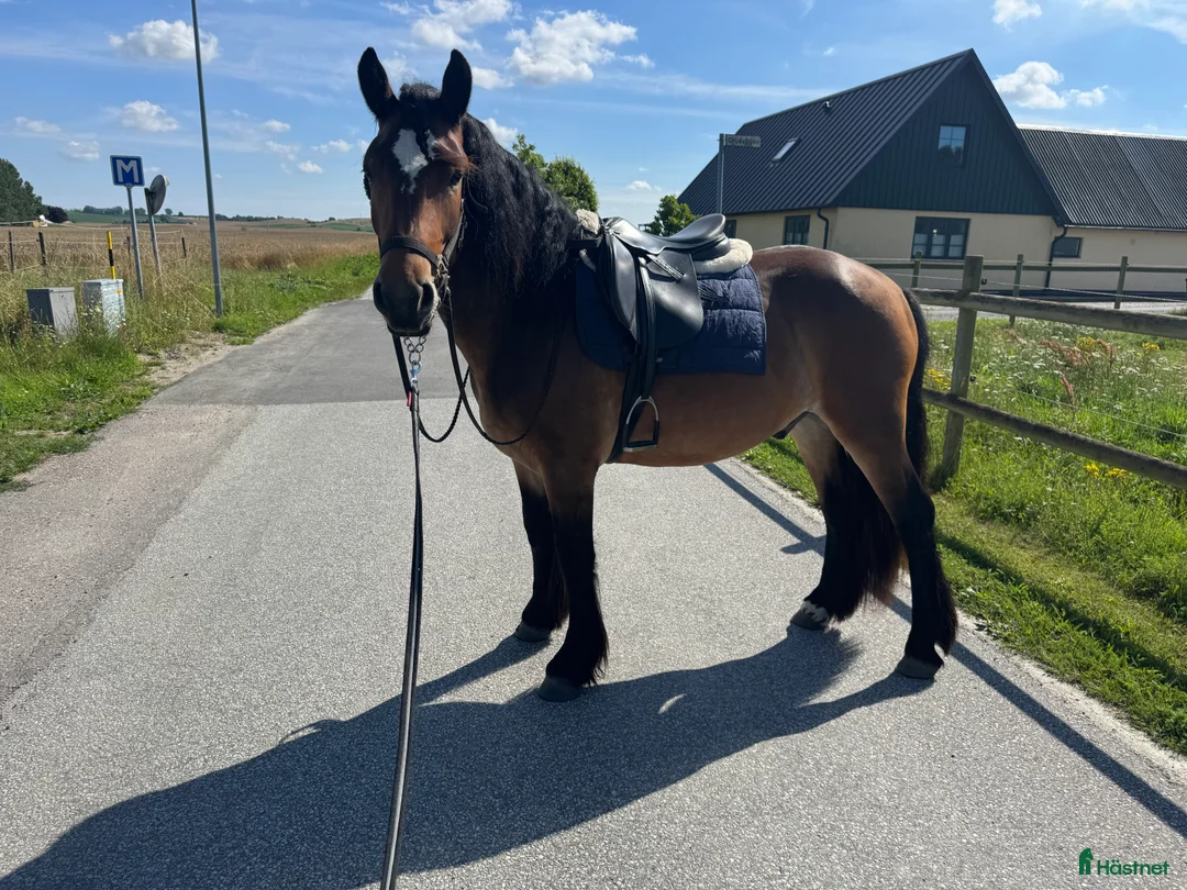 Allround hästar till salu: Väldigt fin nordsvensk  - Annons 1