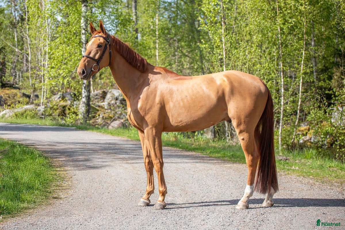  hästar TREVLIG TÄVLINGSHÄST  - Annons 7