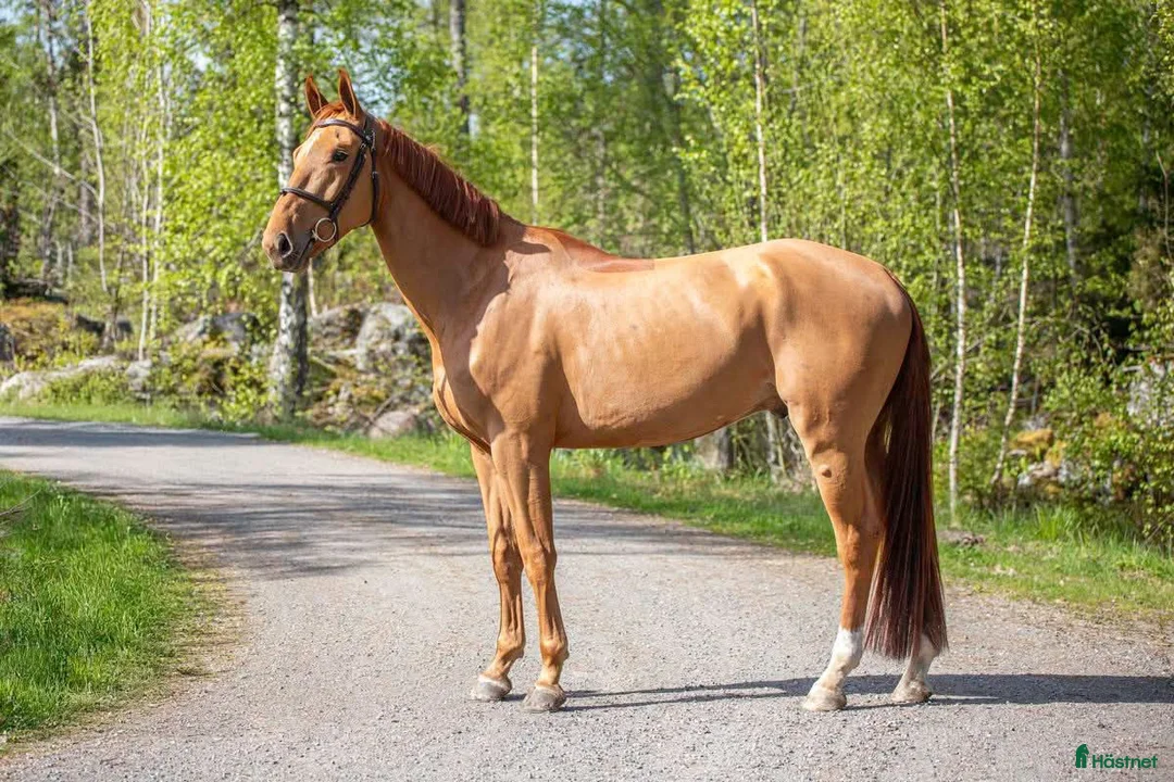 Hoppning hästar till salu: TREVLIG TÄVLINGSHÄST  - Annons 1