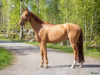 hästar TREVLIG TÄVLINGSHÄST - Annons 7