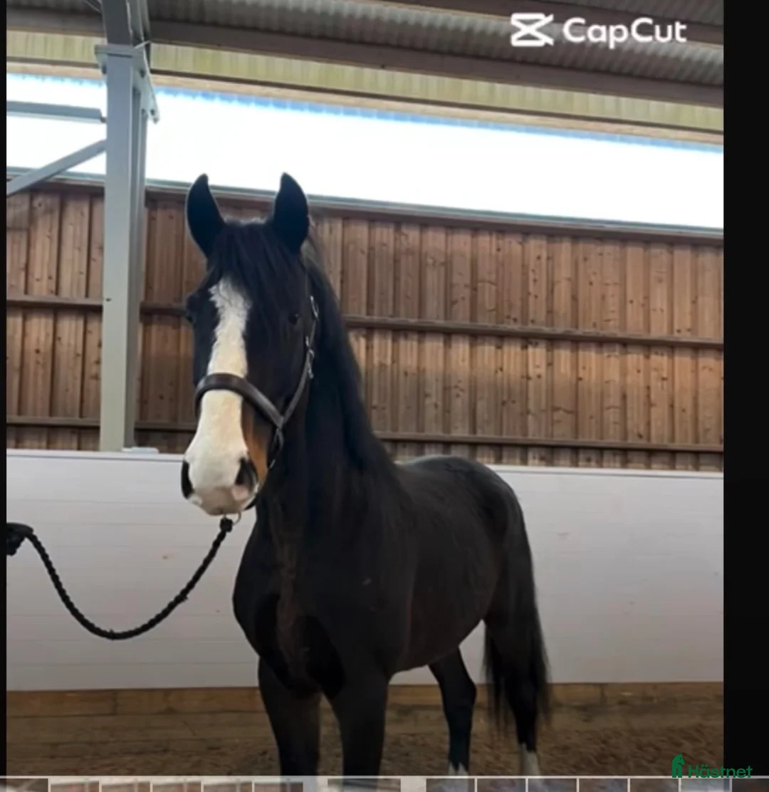 Hoppning hästar till salu: Snygg hopphäst med mkt prestation  i Hjo - Annons 1