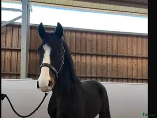 Hoppning hästar till salu: Snygg hopphäst med mkt prestation - Annons 2