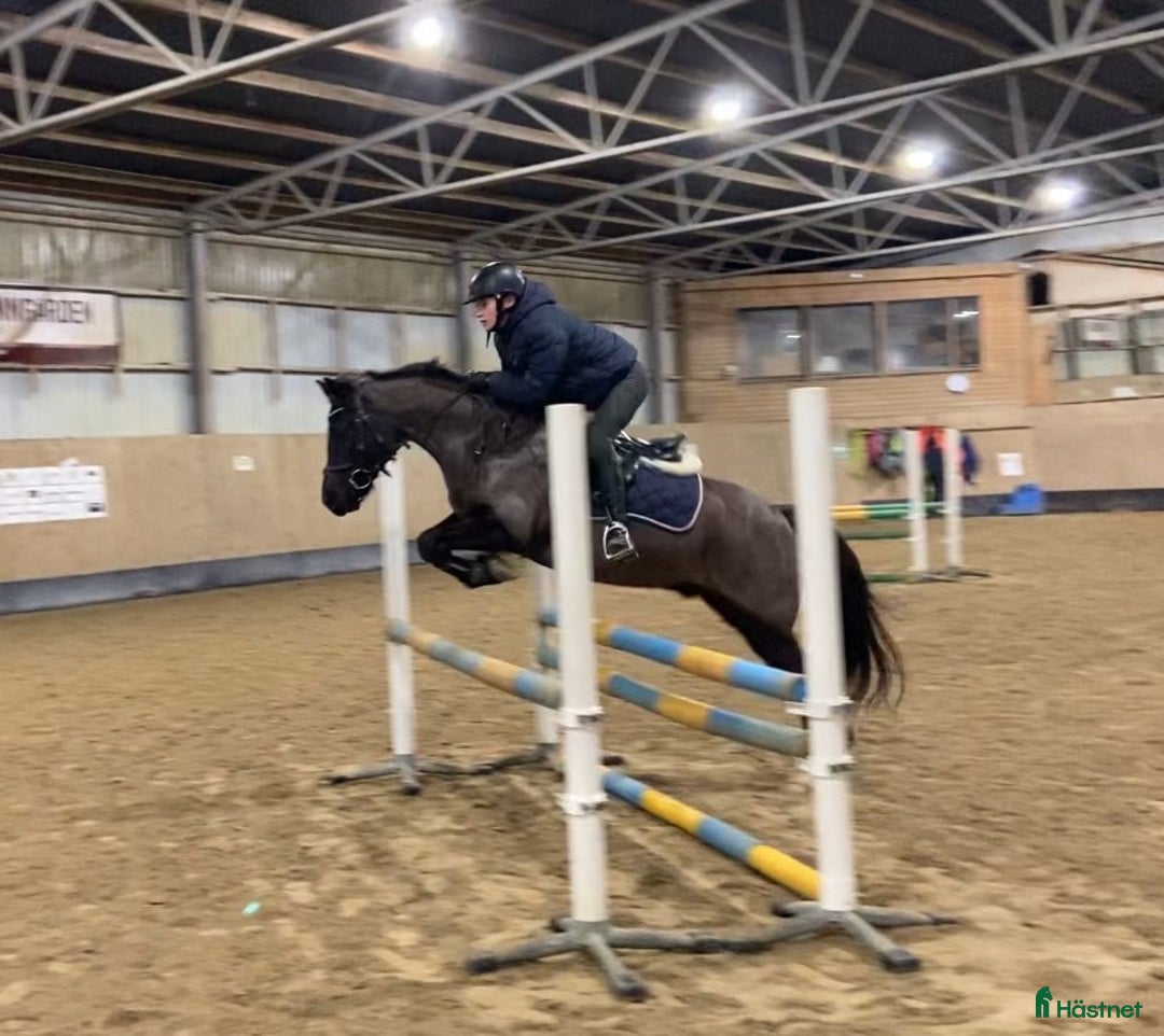 Hoppning hästar till salu: Bästa ponnyn söker ny kärleksfull familj  i Malmö - Annons 10