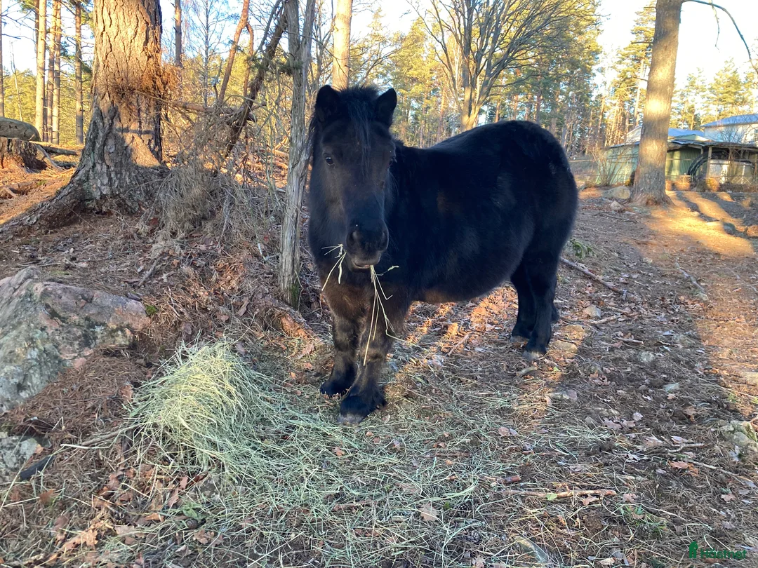 Allround hästar till salu: Rar Shetlandsponny i Linköping - Annons 2