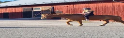  medryttarhäst sökes: Söker medryttarhäst i Vallentuna - Annons 2