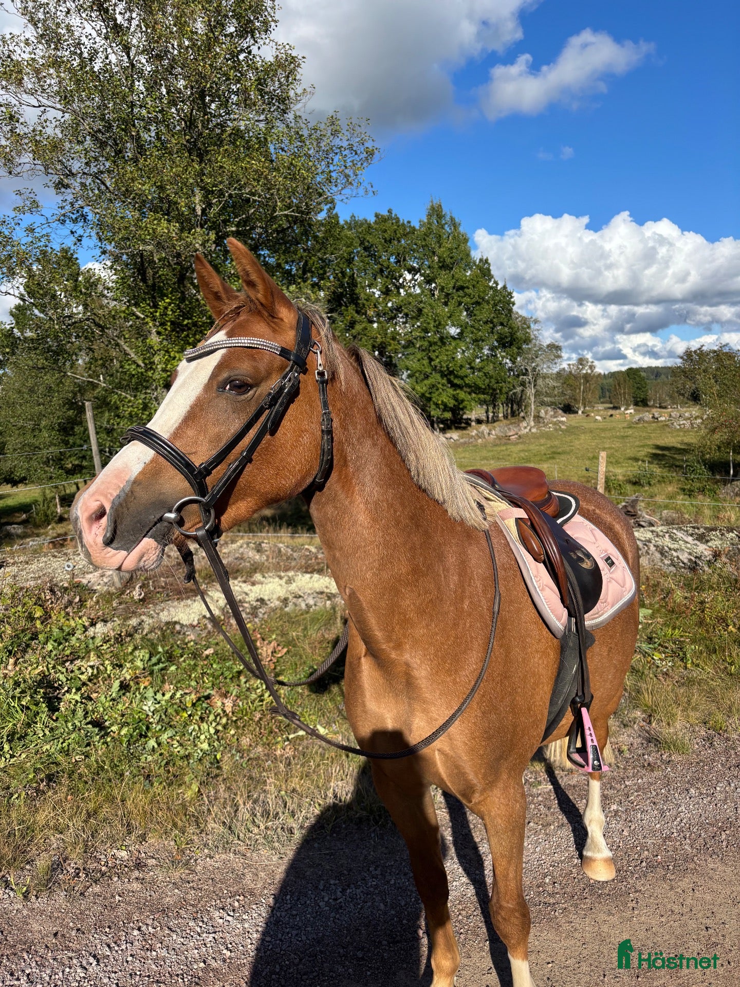  hästar till salu: Trevligt c-ponny sto för framtiden  - Annons 17