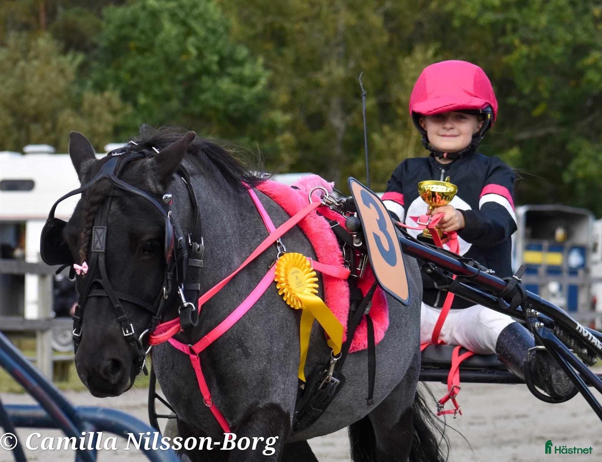  hästar Trevlig shetlandsponny i Vallda - Annons 1