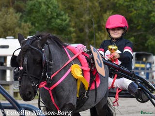 hästar Trevlig shetlandsponny i Vallda - Annons 7